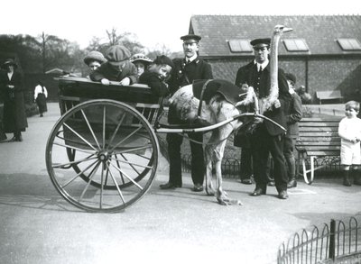 Un giro in carrozza con struzzi con bambini e custodi George Blore e William Dexter allo Zoo di Londra, c.1913 da Frederick William Bond